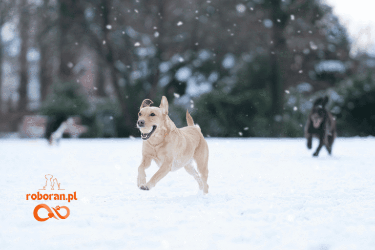 zimowe okazje 41200 x 800 px